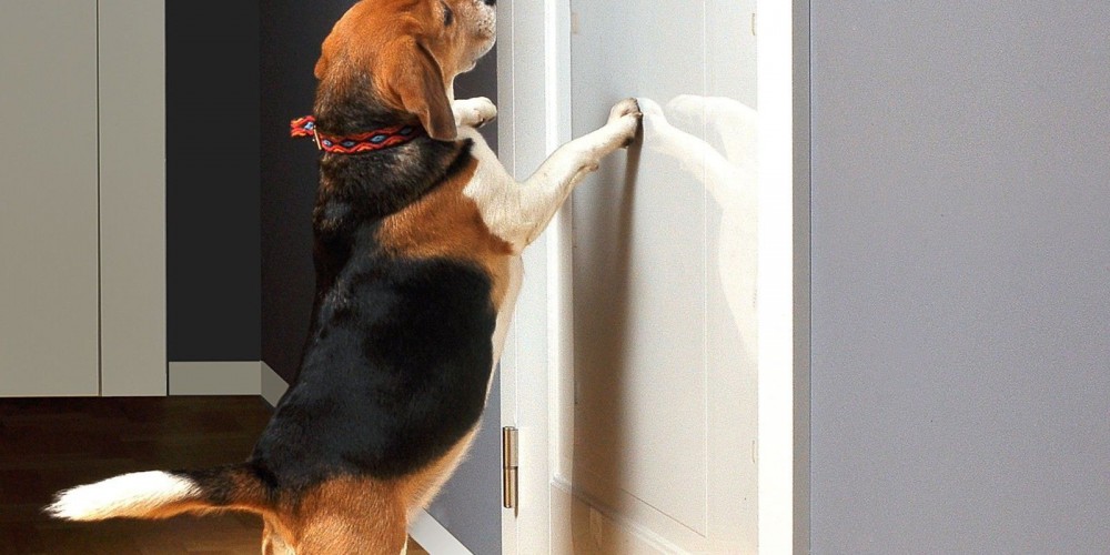 Как защитить межкомнатную дверь от домашних животных